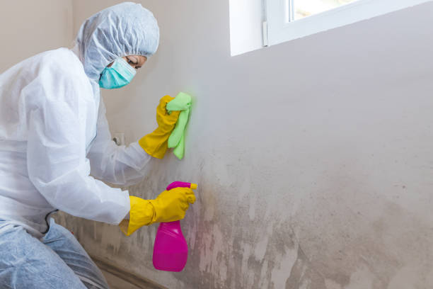 Best Basement Mold Removal  in Coldstream, KY